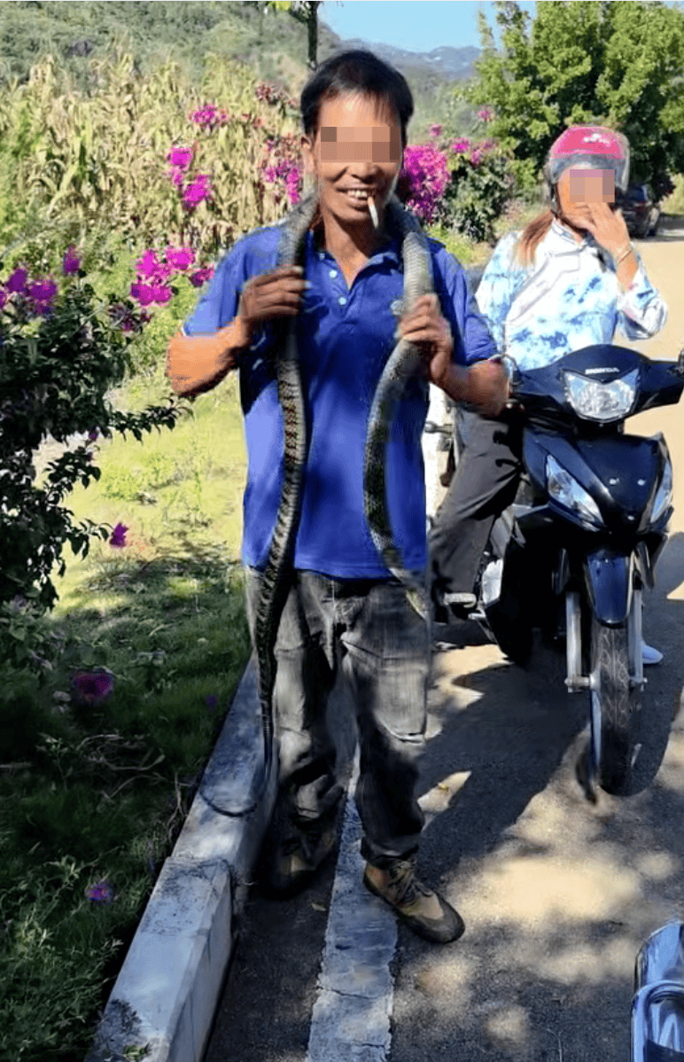 致命误判！男子将“乌梢蛇”挂脖玩耍被咬身亡，原来竟是眼镜王蛇！科普博主：二者外观有明显区别
