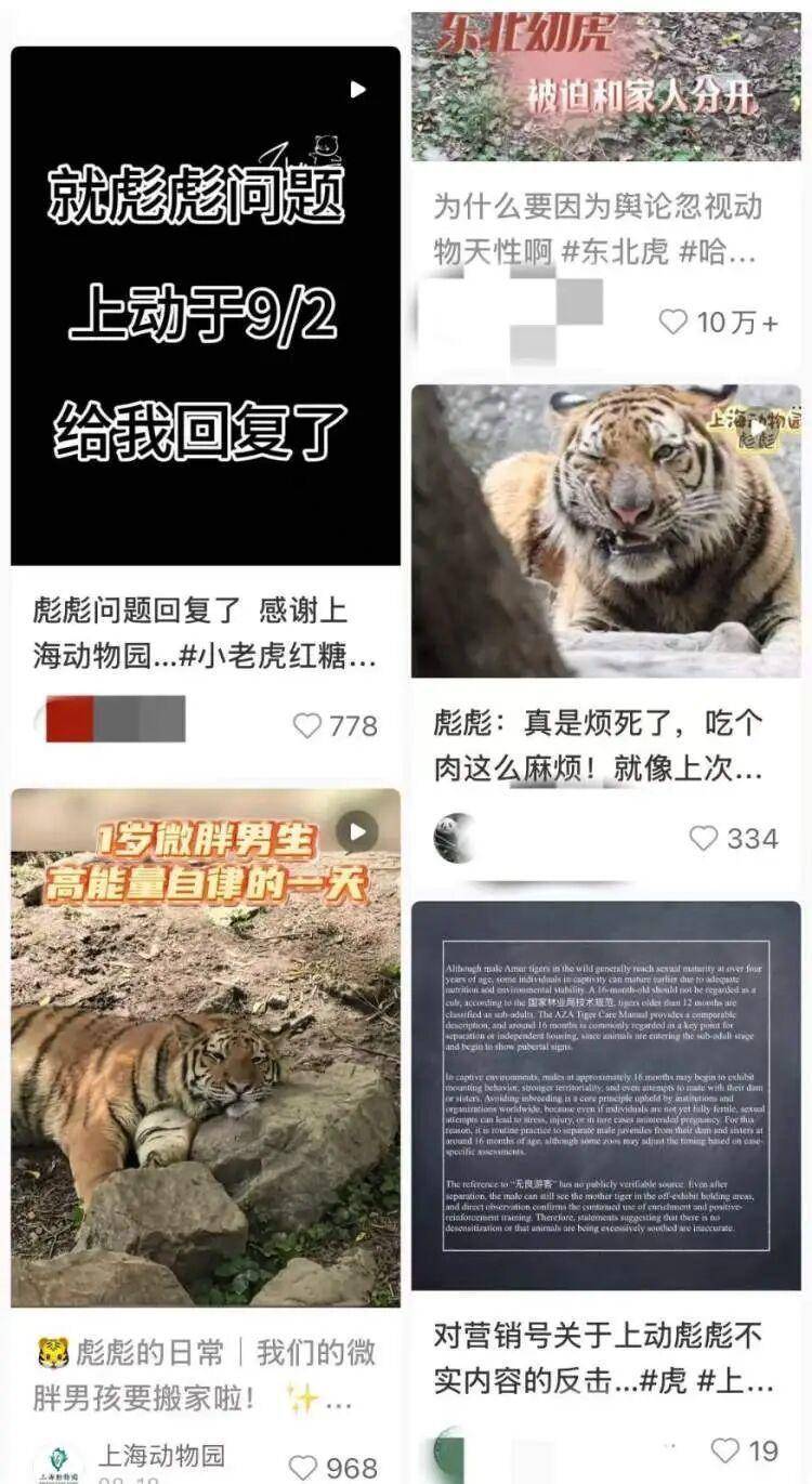 16个月大东北虎“彪彪”独立生活后嚎叫、不安？上海动物园回应