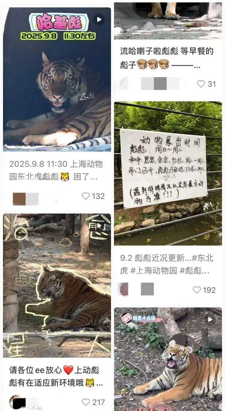 16个月大东北虎“彪彪”独立生活后嚎叫、不安？上海动物园回应